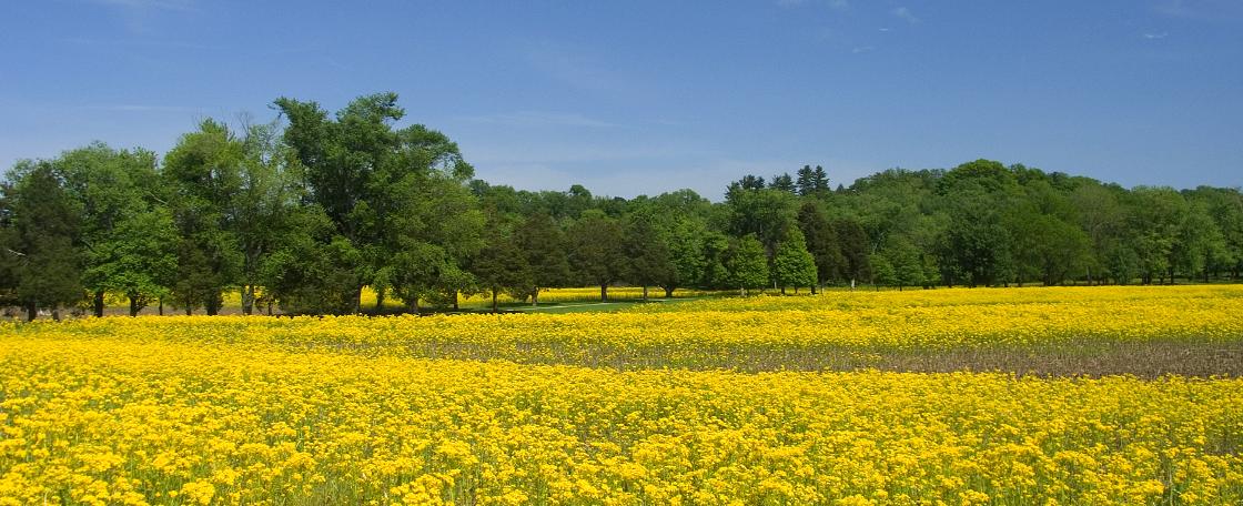 FieldWithGoldenFlowers